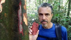 As Valentine’s Day gets ever closer, people’s minds turn to love. What better way to celebrate Valentine’s Day than with a good love potion? That’s where Chuchuhuasi comes in